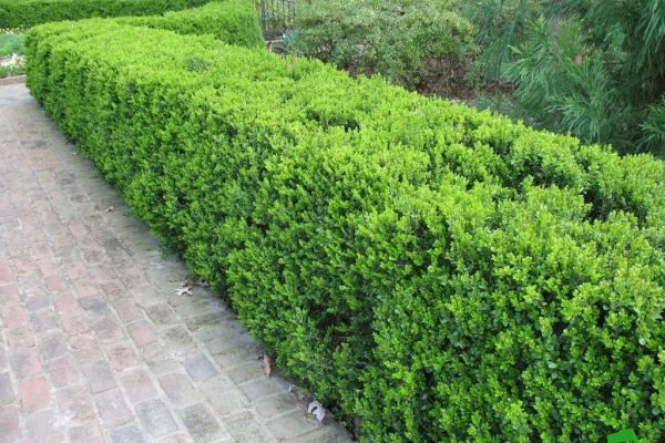 Bir bahçe çiti yapın