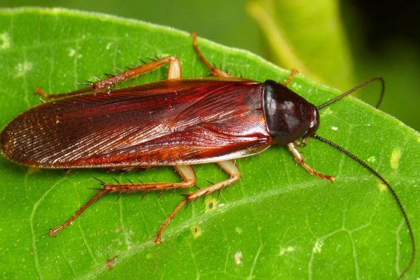 Hamamböceklerinin ilaçlanması