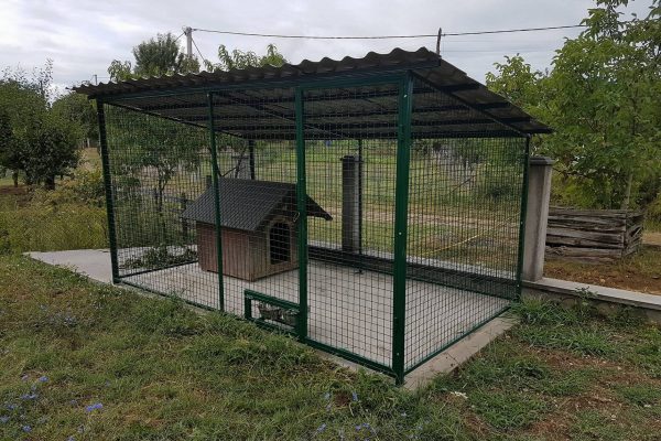 Bir köpek için boks