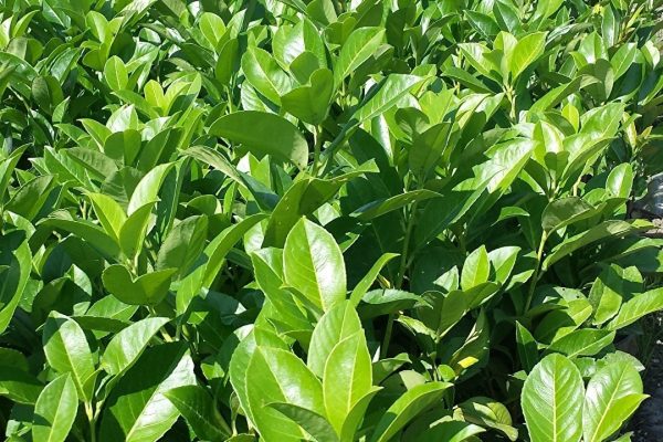 Kiraz defnesinin çıkarılması